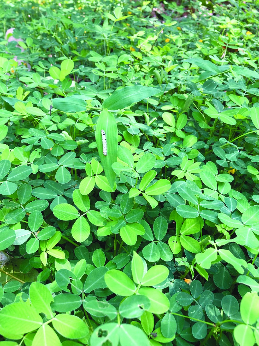 Thử nghiệm và ứng dụng cây lạc dại phủ đất để tăng hiệu quả trồng cây cà phê Hữu cơ