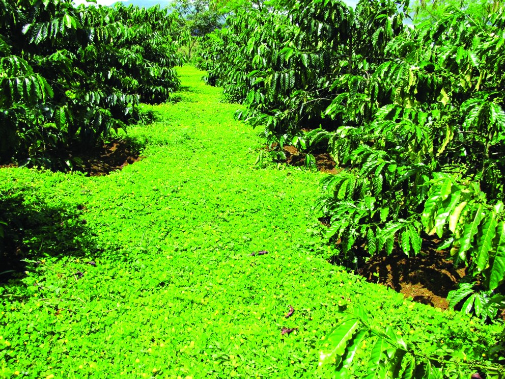 Thử nghiệm và ứng dụng cây lạc dại phủ đất để tăng hiệu quả trồng cây cà phê Hữu cơ