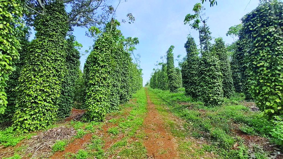 Đắk Nông: Đồng hành với nông dân phát triển sản xuất Nông nghiệp Hữu cơ