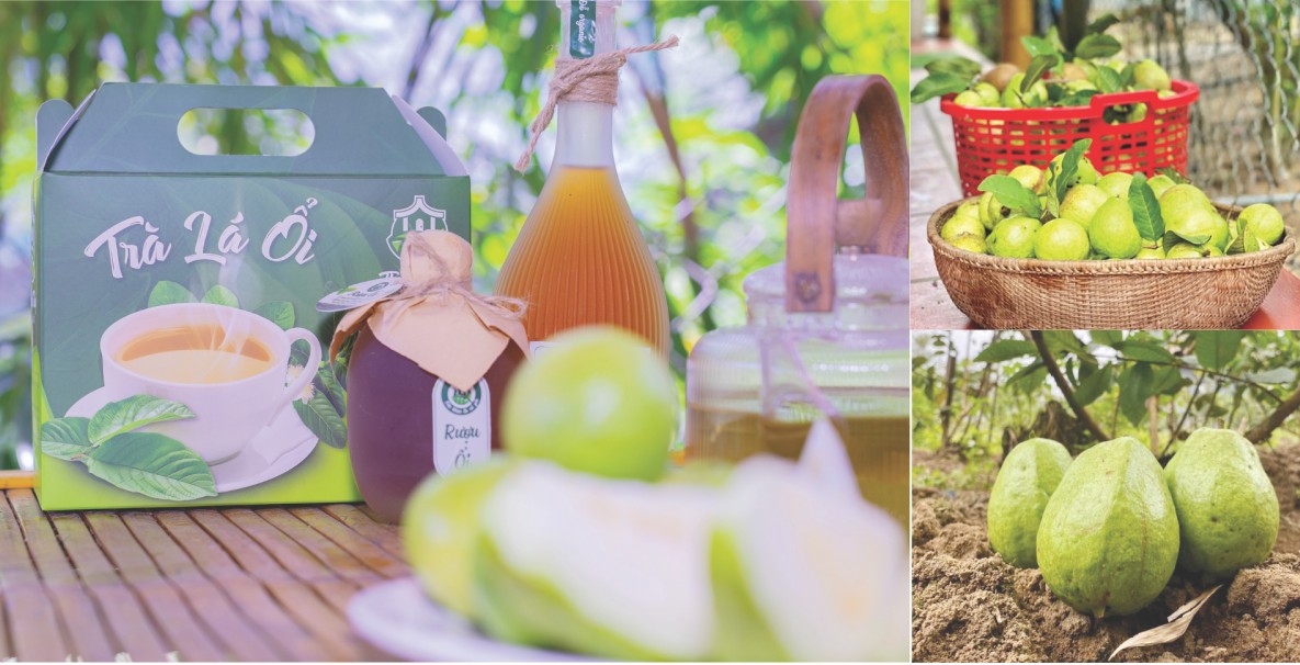 Người nâng giá trị sản phẩm hữu cơ cho cây ổi quê hương