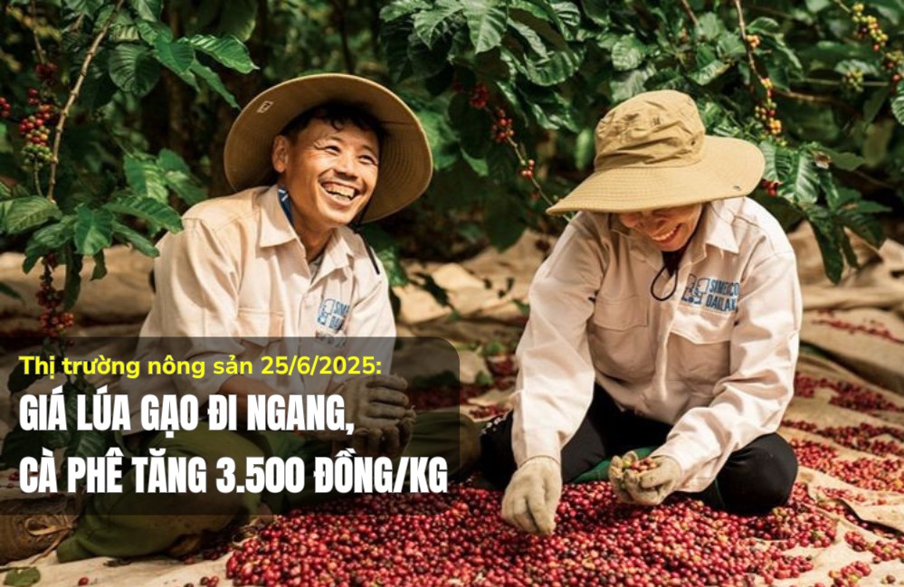 Thị trường nông sản 25/6/2025: Giá lúa gạo đi ngang, cà phê tăng 3.500 đồng/kg