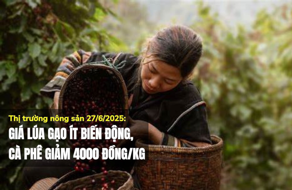 Thị trường nông sản 27/6/2025: Giá lúa gạo ít biến động, cà phê giảm 4.000 đồng/kg