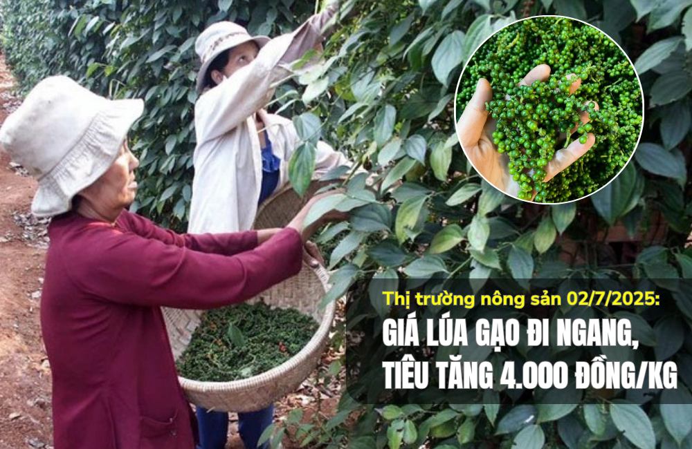 Thị trường nông sản 02/7/2025: Giá lúa gạo đi ngang, tiêu tăng 4.000 đồng/kg