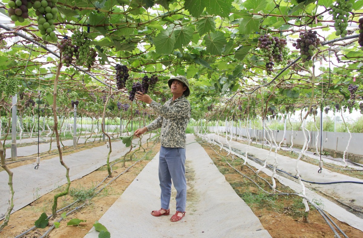 Đã mắt với vườn nho, dưa lưới trĩu quả của anh nông dân xứ Nghệ