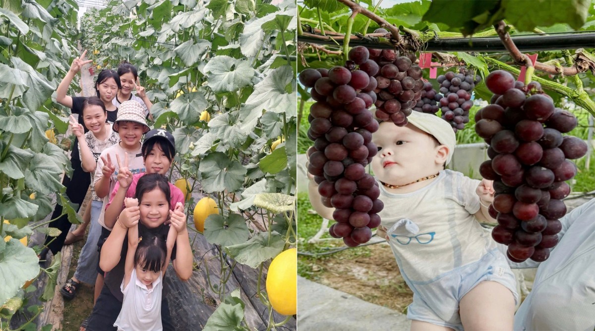 Đã mắt với vườn nho, dưa lưới trĩu quả của anh nông dân xứ Nghệ