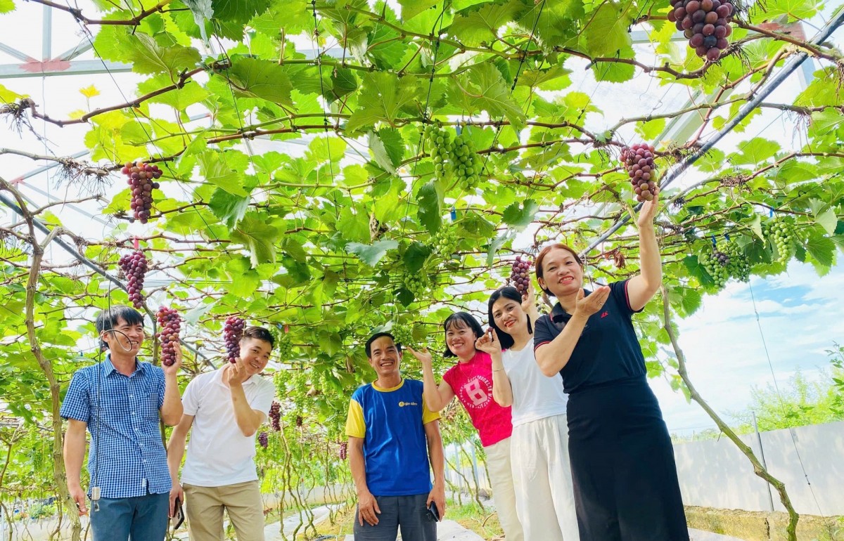 Đã mắt với vườn nho, dưa lưới trĩu quả của anh nông dân xứ Nghệ