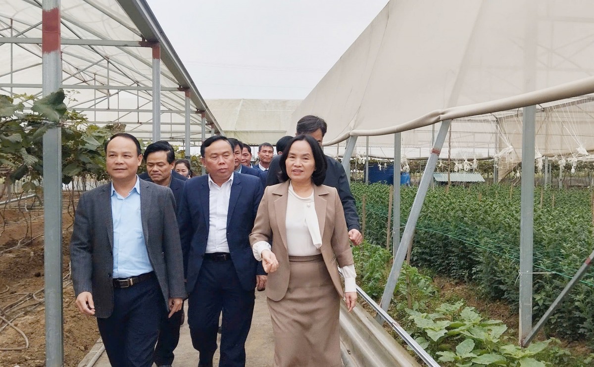 Đã mắt với vườn nho, dưa lưới trĩu quả của anh nông dân xứ Nghệ