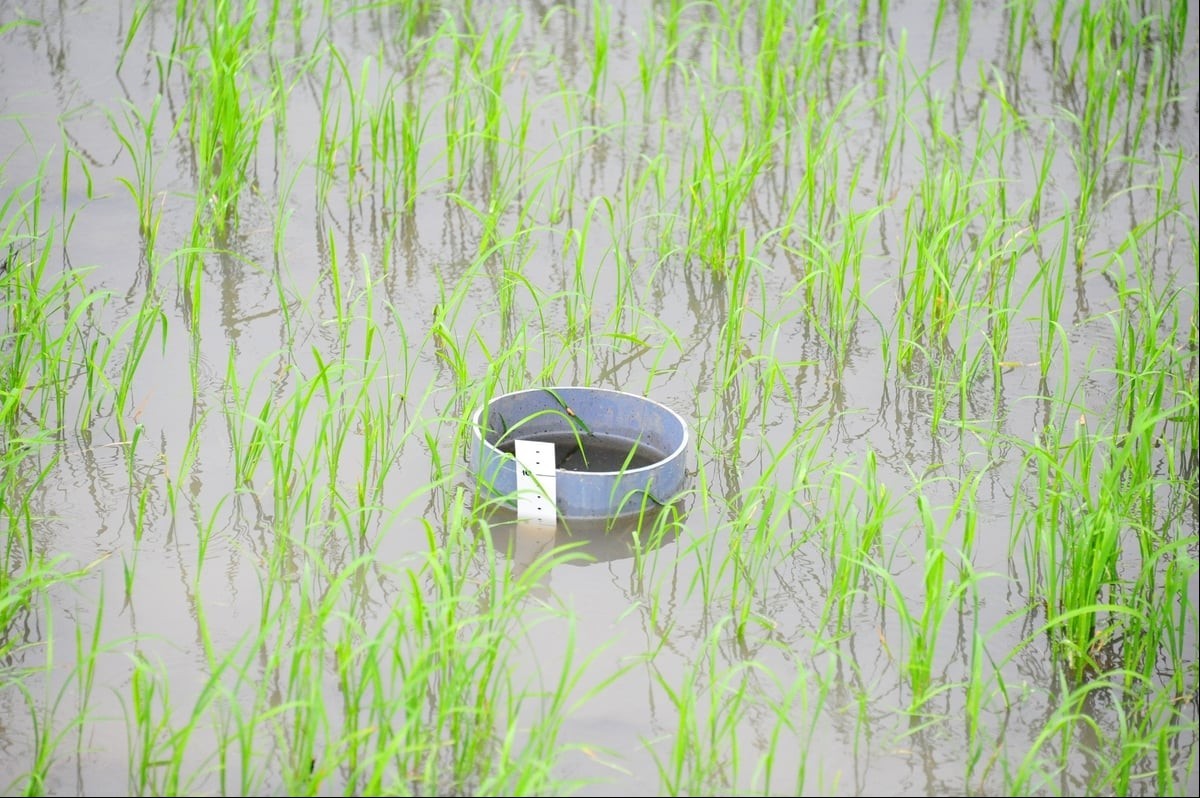 Tưới ngập - khô xen kẽ trong canh tác lúa góp phần hiện thực hóa mục tiêu sản xuất bền vững, phát thải thấp