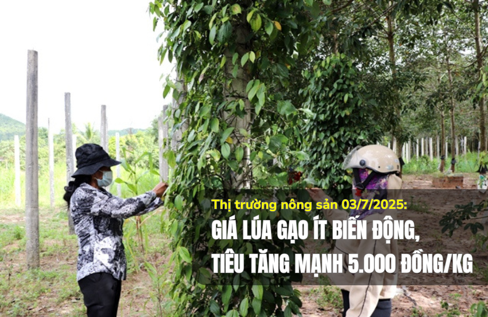 Thị trường nông sản 03/7/2025: Giá lúa gạo ít biến động, tiêu tăng 5.000 đồng/kg