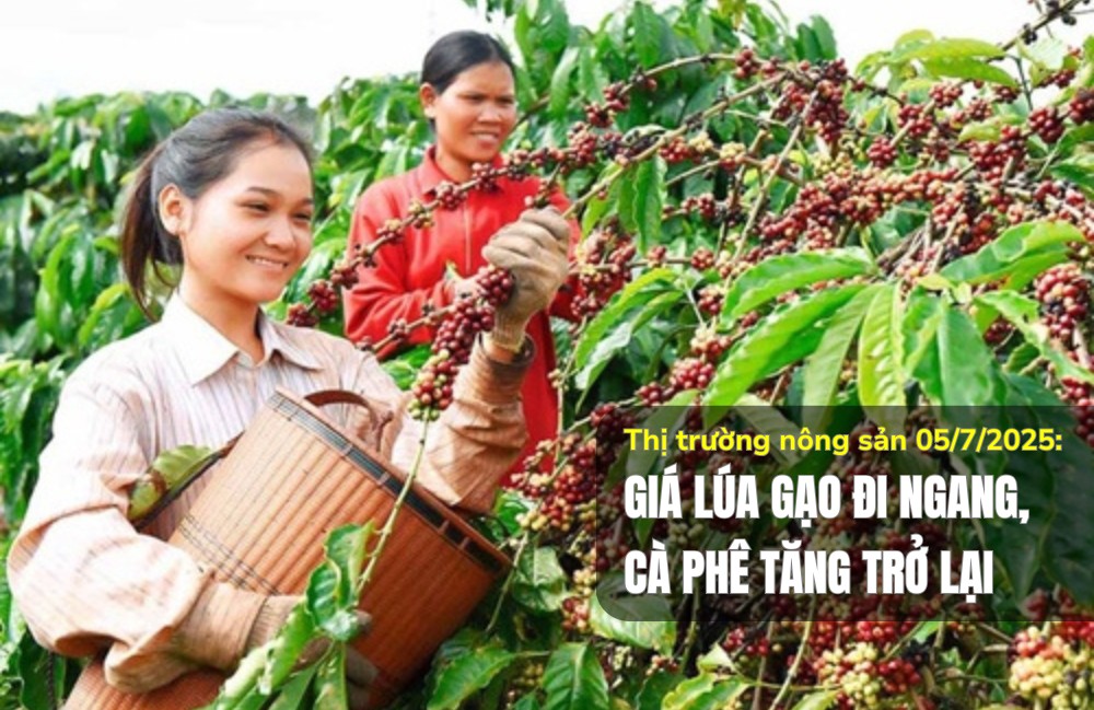 Thị trường nông sản 05/7/2025: Giá lúa gạo đi ngang, cà phê tăng trở lại