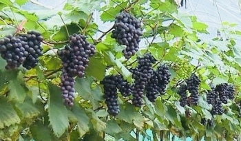 Người nông dân tiên phong mở hướng đi mới cho nông nghiệp địa phương