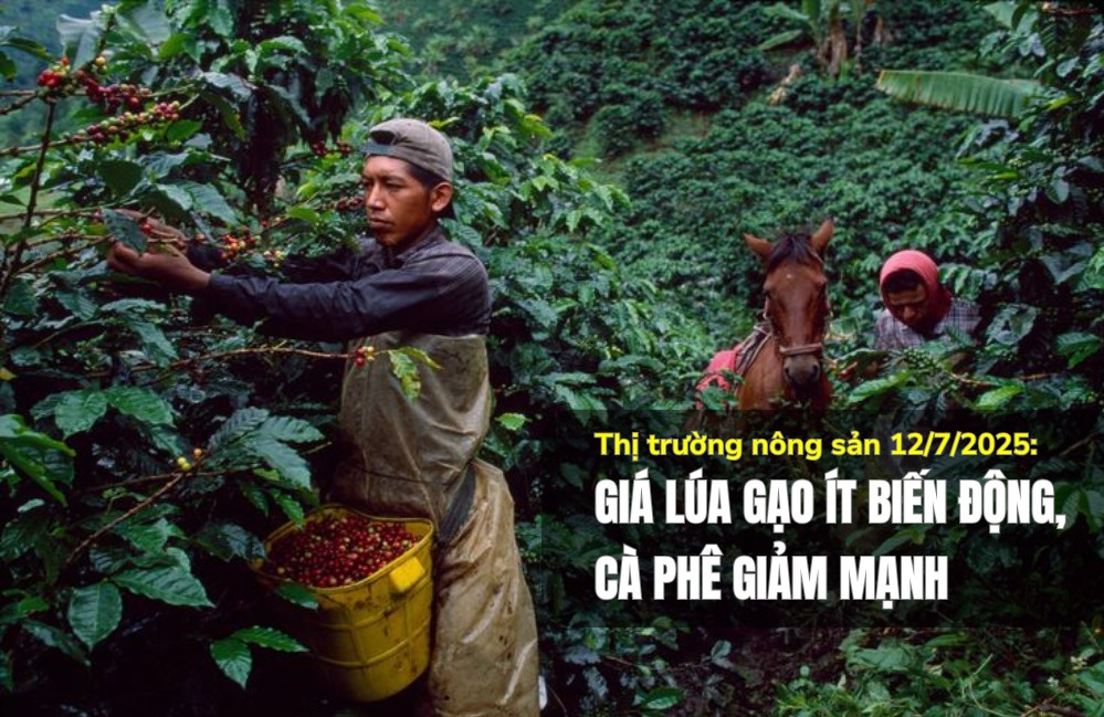 Thị trường nông sản 12/7/2025: Giá lúa gạo ít biến động, cà phê giảm mạnh