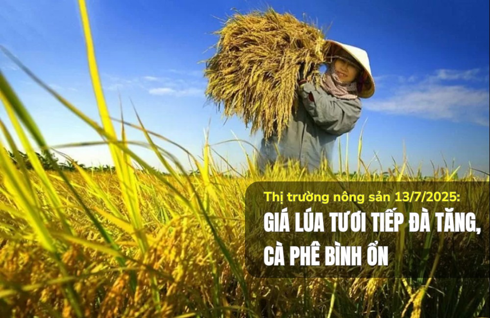 Thị trường nông sản 13/7/2025: Giá lúa tươi tiếp đà tăng, cà phê bình ổn