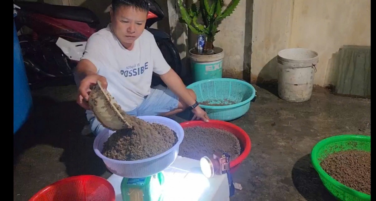 Nghề nuôi ốc hương đem lại giá trị kinh tế cao cho nhiều người dân ven biển
