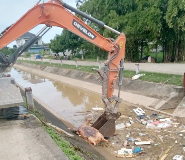 Nghệ An: Xử lý nghiêm hành vi giấu dịch, vứt xác lợn bệnh ra môi trường