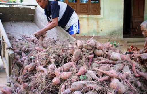 Khoai lang “Hoàng Long” - giống khoai quý ở châu thổ sông Cửu Long