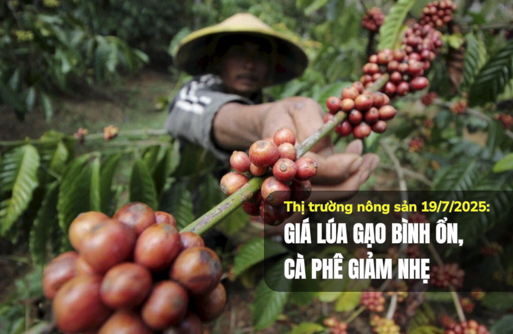Thị trường nông sản 19/7/2025: Giá lúa gạo bình ổn, cà phê giảm nhẹ
