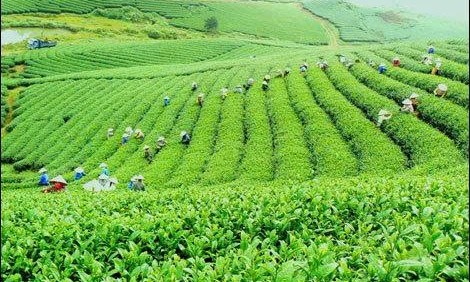 Nông nghiệp Lâm Đồng quyết tâm đạt tốc độ tăng trưởng trên 5,5%