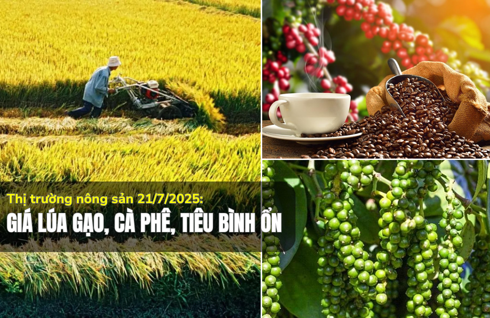 Thị trường nông sản 21/7/2025: Giá lúa gạo, cà phê, tiêu bình ổn