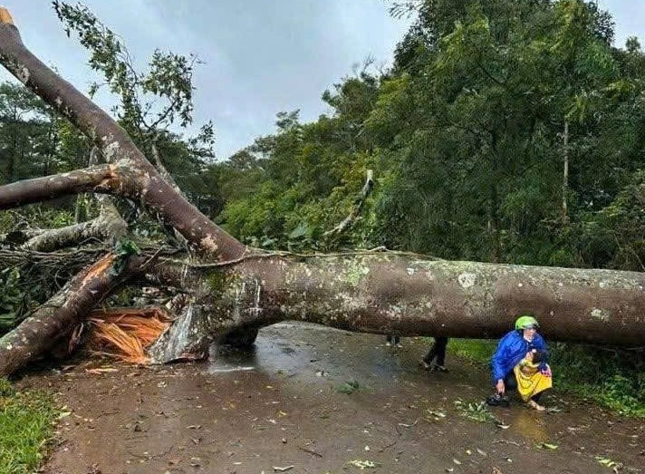 Lâm Đồng: Bão số 3 gây thiệt hại nặng nề, cây đổ, xe bẹp dúm