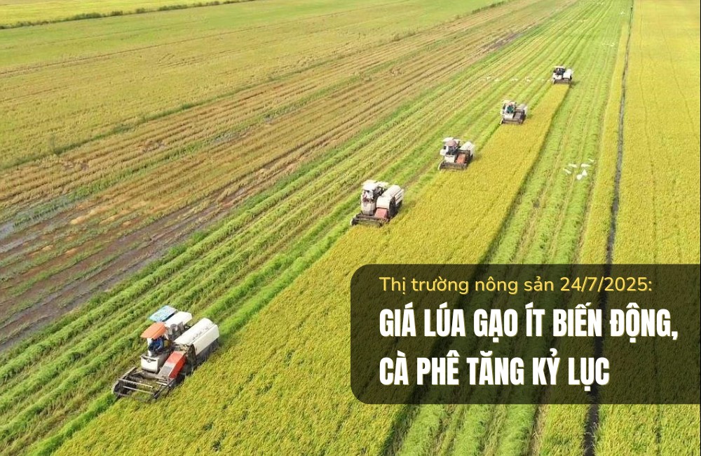 Thị trường nông sản 24/7/2025: Giá lúa gạo ít biến động, cà phê tăng kỷ lục