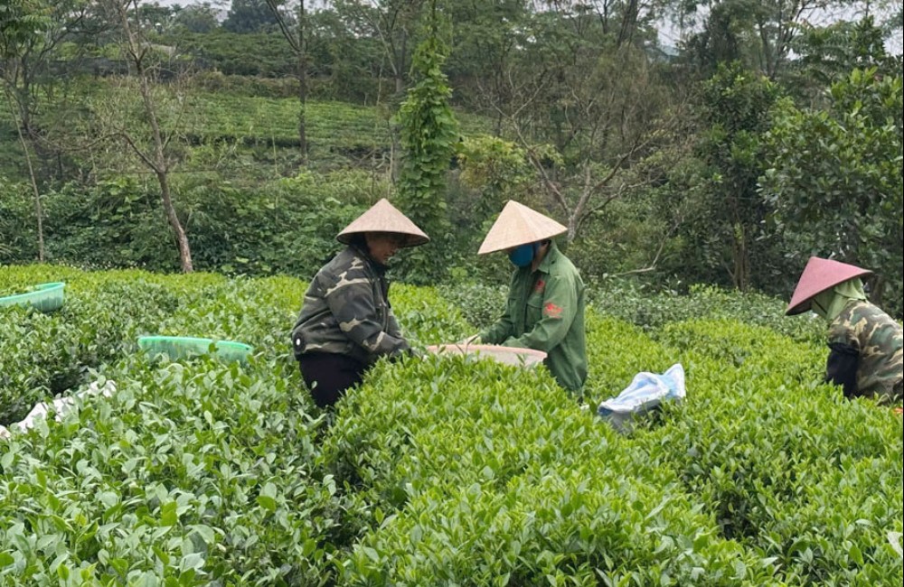 Thái Nguyên: Nâng cao giá trị sản xuất chè "sạch"