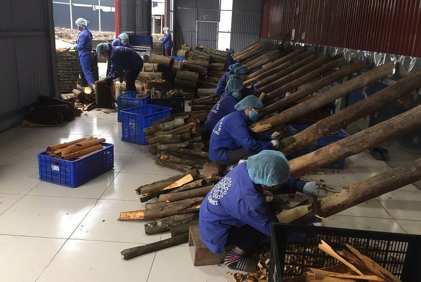 Lào Cai thúc đẩy phát triển HTX góp phần tạo thu nhập ổn định cho người dân
