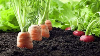 Nông nghiệp hữu cơ qua thời 