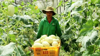 Nông nghiệp hữu cơ qua thời "lẻ bóng bơ vơ" một mình - Bài 3: Khai phóng tiềm năng, bứt phá rào cản