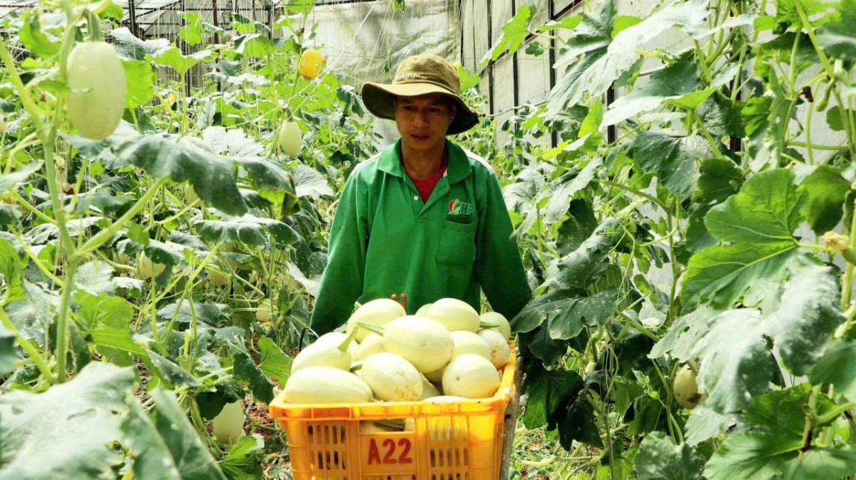 Ẩn sâu trong lòng đất là những tiềm năng vô hạn để phát triển nông nghiệp hữu cơ, từ kinh nghiệm ngàn đời đến thiên nhiên ưu đãi. Ảnh minh họa.