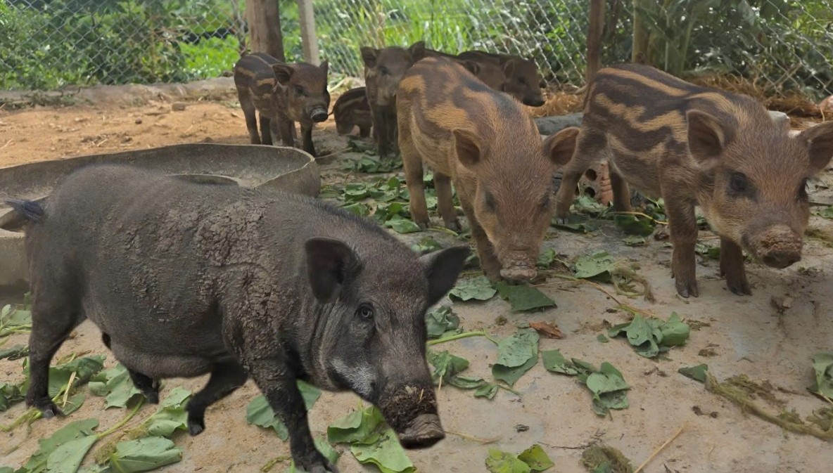 Đắk Lắk: Xã Phú Hòa 1 quyết liệt phòng chống dịch tả lợn Châu Phi