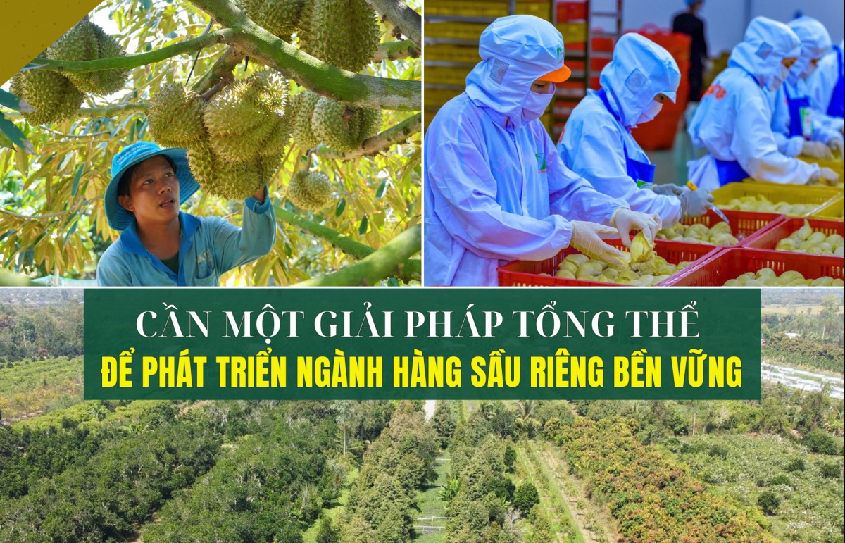 Cần một giải pháp tổng thể để phát triển ngành hàng sầu riêng bền vững