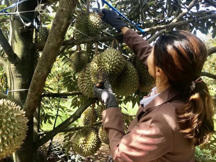 Quy trình canh tác sầu riêng bền vững, bảo đảm an toàn thực phẩm