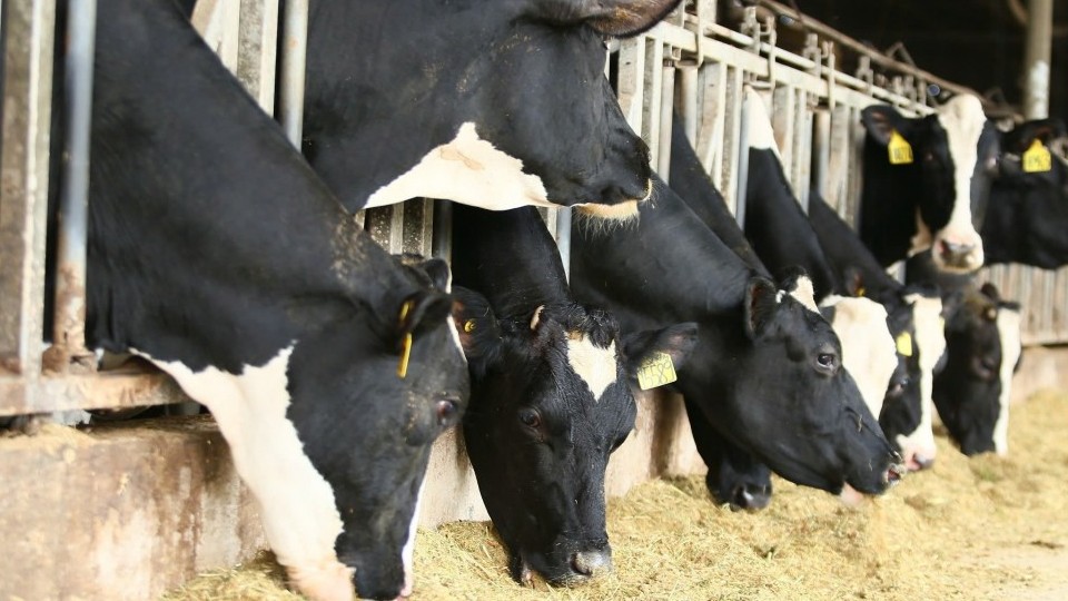 Giải "bài toán" chăn nuôi an toàn sinh học và nâng cao hiệu quả kinh tế