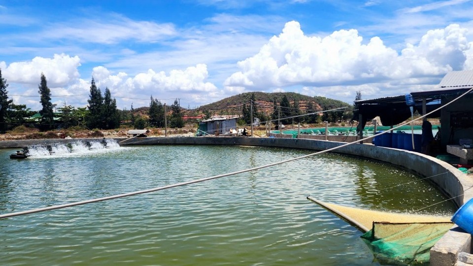 Một số giải pháp để phát triển nghề nuôi ốc hương tại Huế