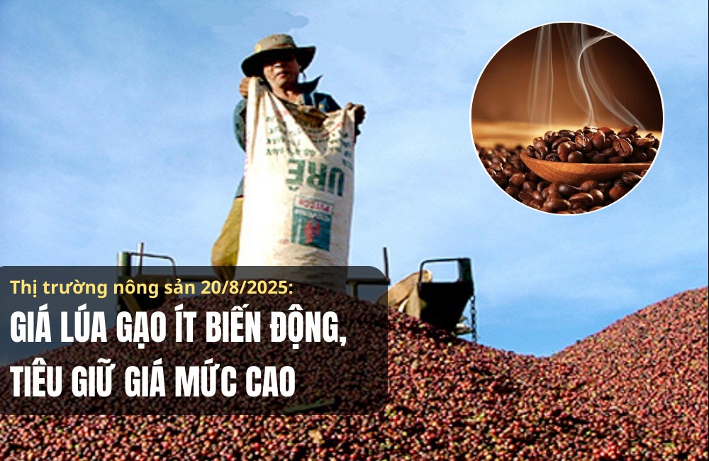 Thị trường nông sản 20/8/2025: Giá lúa gạo ít biến động, tiêu giữ giá mức cao