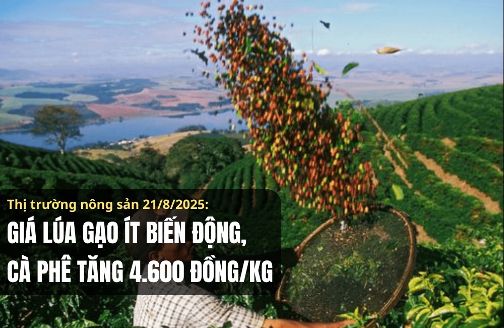 Thị trường nông sản 21/8/2025: Giá lúa gạo ít biến động, cà phê tăng 4.600 đồng/kg