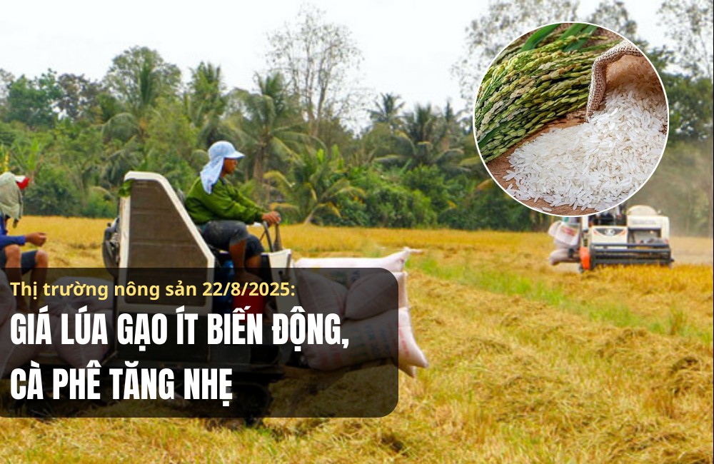 Thị trường nông sản 22/8/2025: Giá lúa gạo ít biến động, cà phê tăng nhẹ