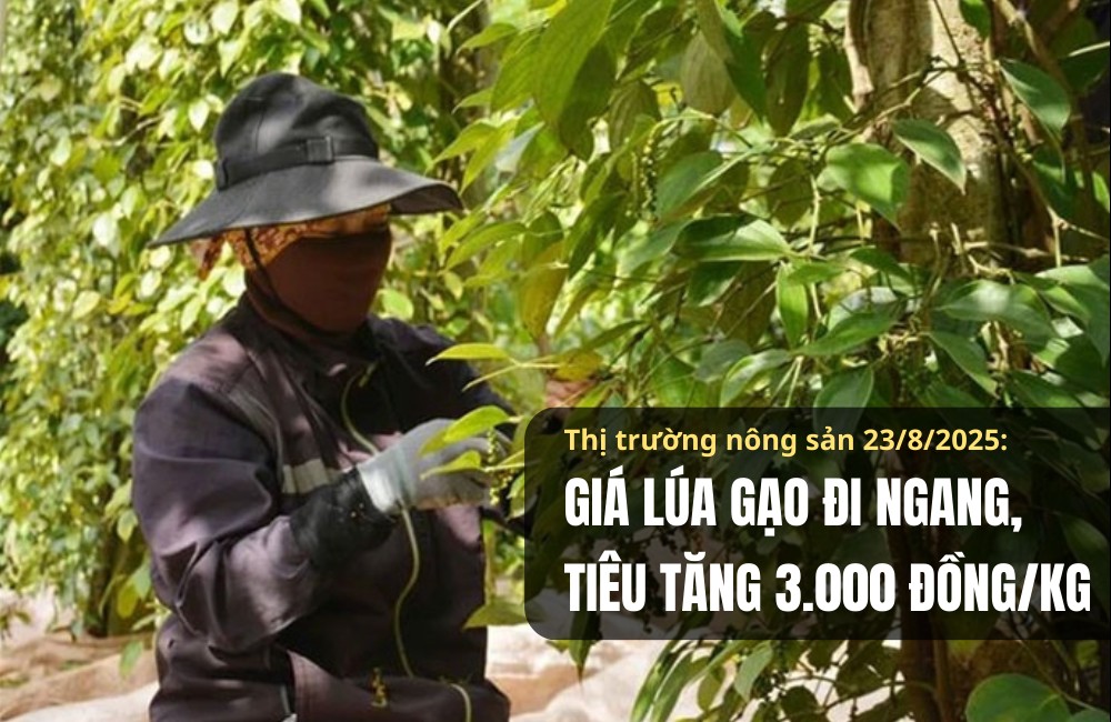 Thị trường nông sản 23/8/2025: Giá lúa gạo đi ngang, tiêu tăng 3.000 đồng/kg