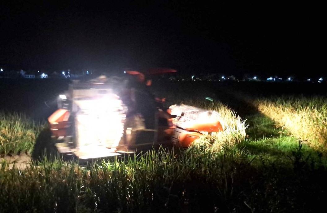 Nông dân Nghệ An tất bật thu hoạch lúa với phương châm “xanh nhà hơn già đồng”