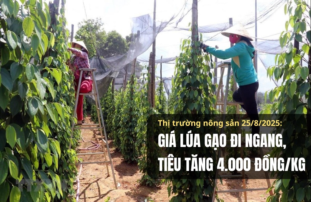 Thị trường nông sản 25/8/2025: Giá lúa gạo đi ngang, tiêu tăng 4.000 đồng/kg
