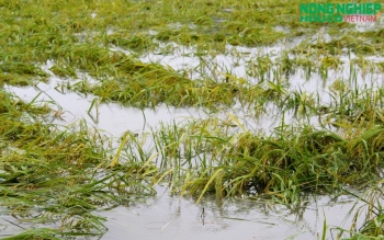 Nghệ An: Hàng nghìn ha lúa, hoa màu đổ rạp, ngập nước sau bão số 5