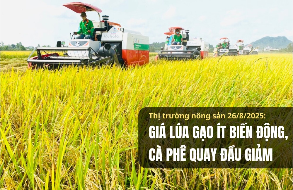 Thị trường nông sản 26/8/2025: Giá lúa gạo ít biến động, cà phê quay đầu giảm