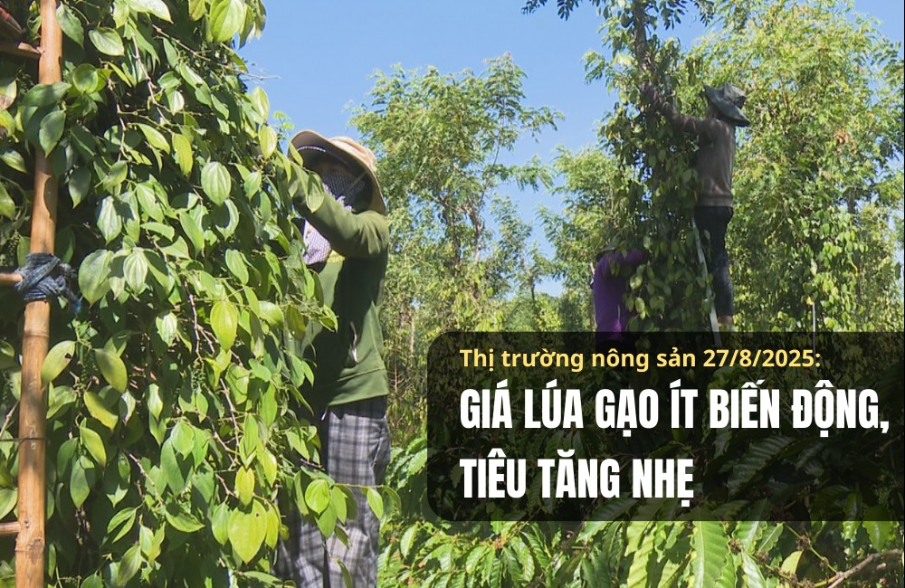 Thị trường nông sản 27/8/2025: Giá lúa gạo ít biến động, tiêu tăng nhẹ