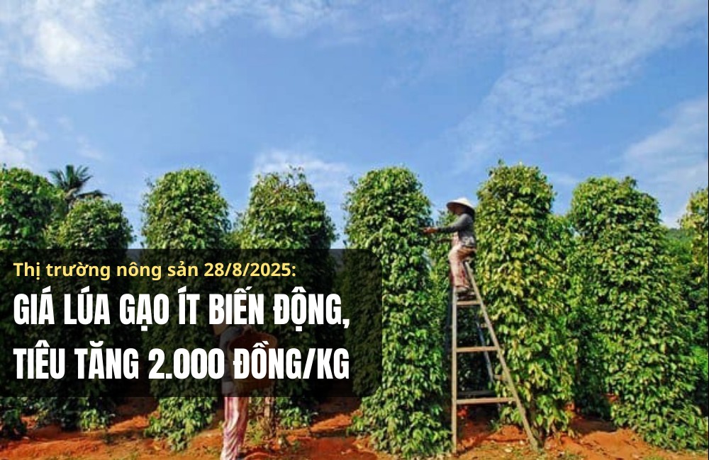 Thị trường nông sản 28/8/2025: Giá lúa gạo ít biến động, tiêu tăng 2.000 đồng/kg