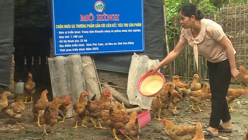 Nuôi gà thương phẩm - hướng đi mới của nông dân vùng dịch