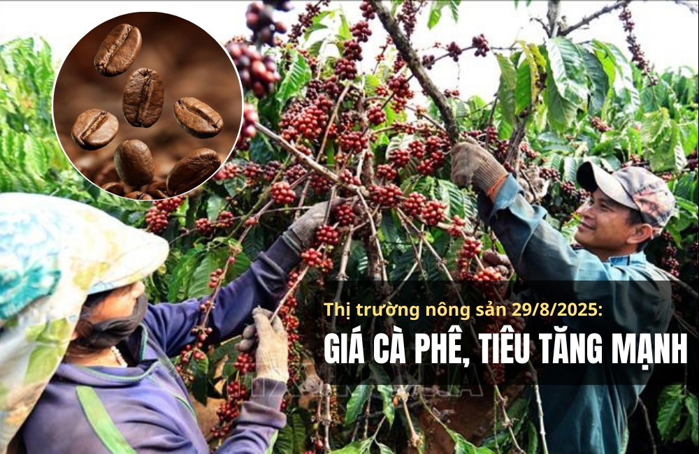 Thị trường nông sản 29/8/2025: Giá cà phê, tiêu tăng mạnh