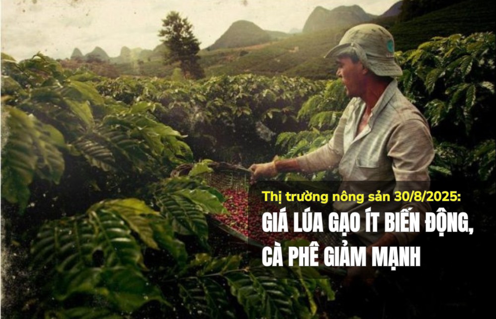 Thị trường nông sản 30/8/2025: Giá lúa gạo ít biến động, cà phê giảm mạnh