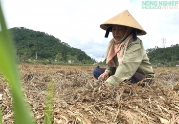 Xót xa những "mầm xanh" trên đồng ruộng xứ Nghệ