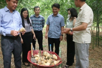 mang luc truc bamovina duc thanh dat chung nhan san pham huu co viet nam